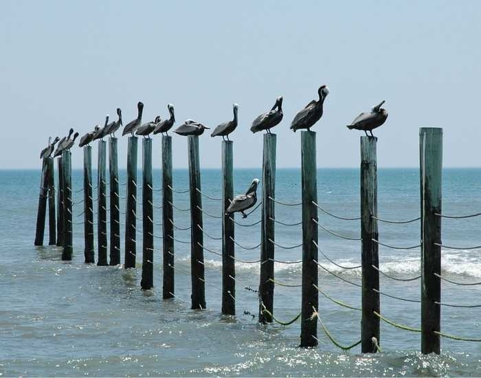 sea birds standing on fence posts in water or ocean as tide rolls in